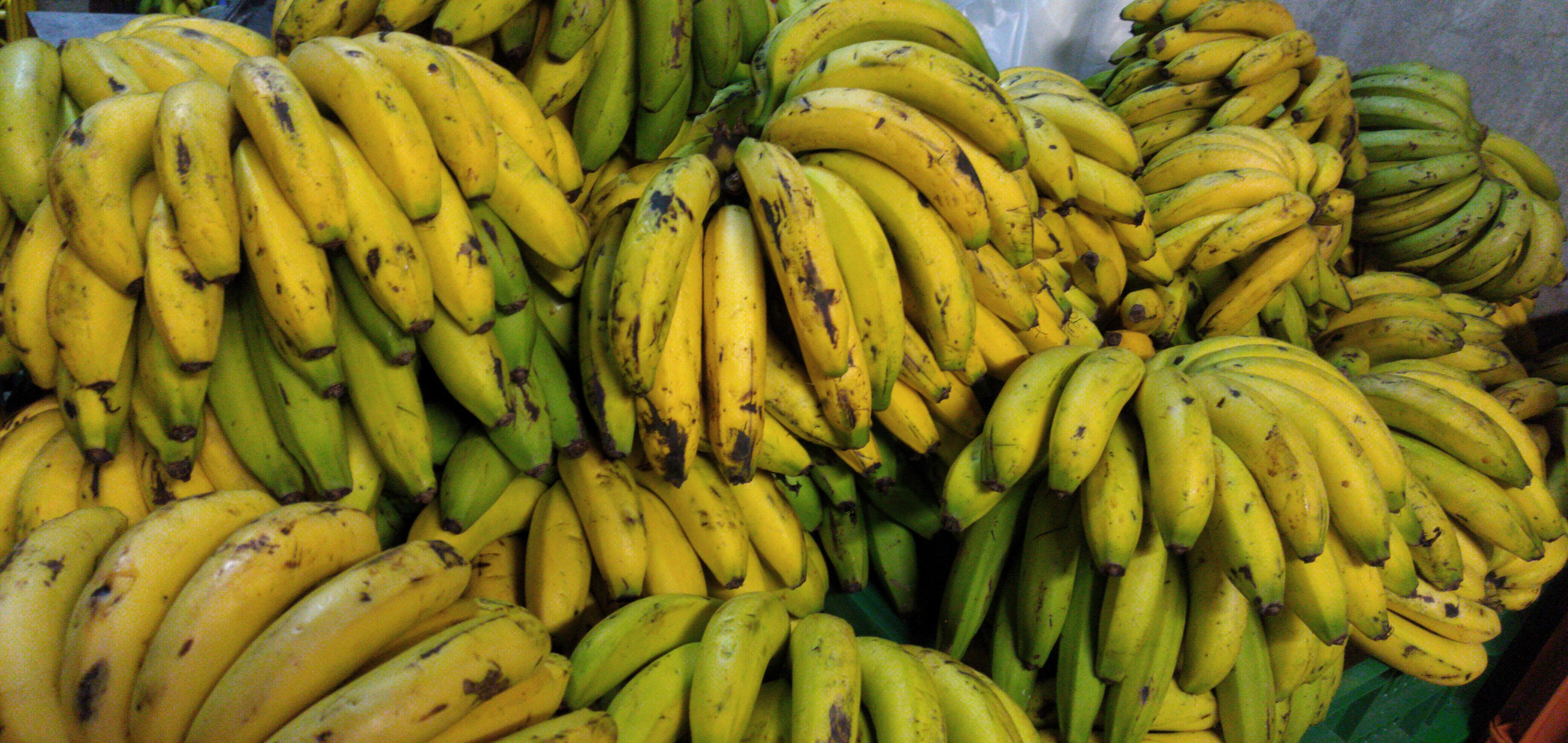 Banano criollo