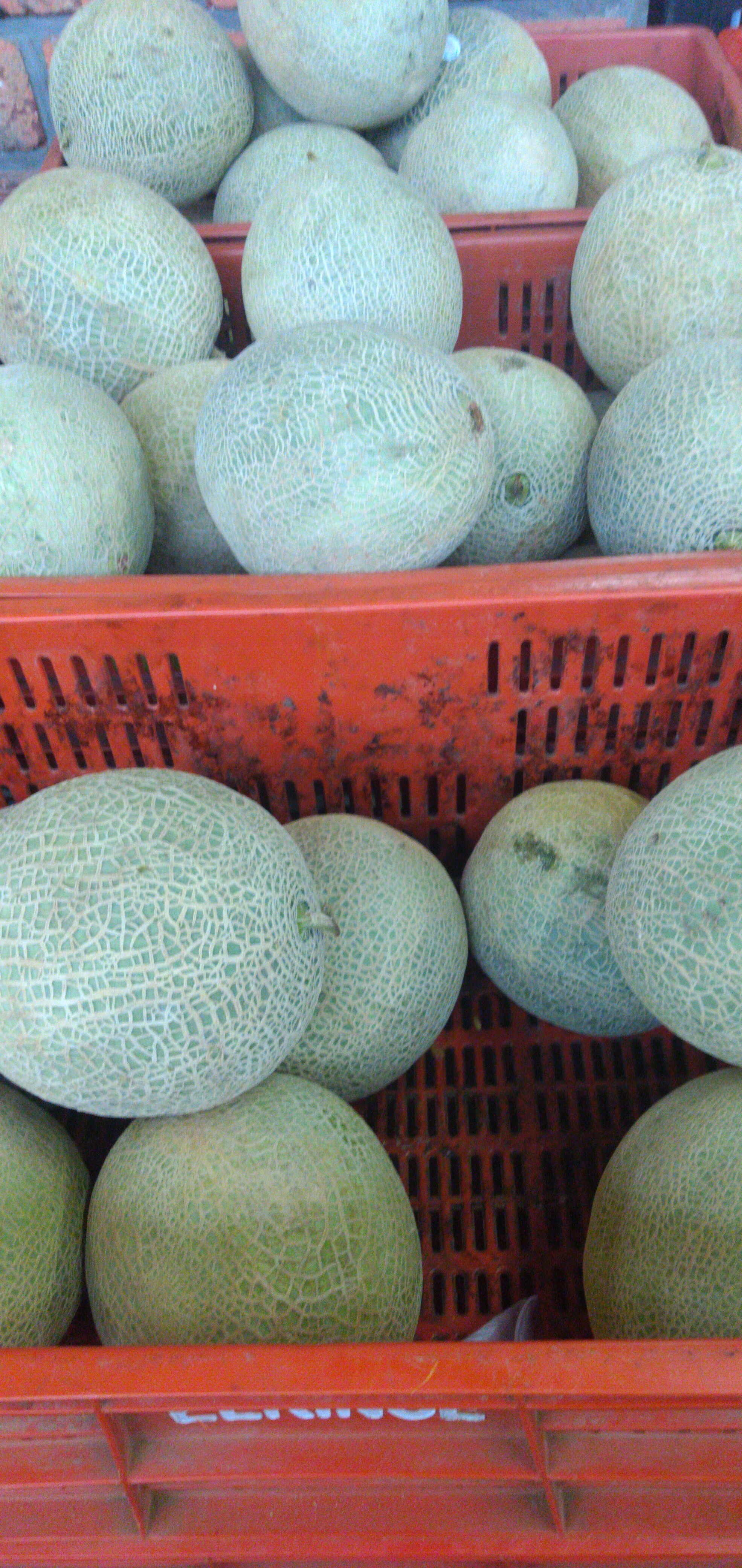 Melón
