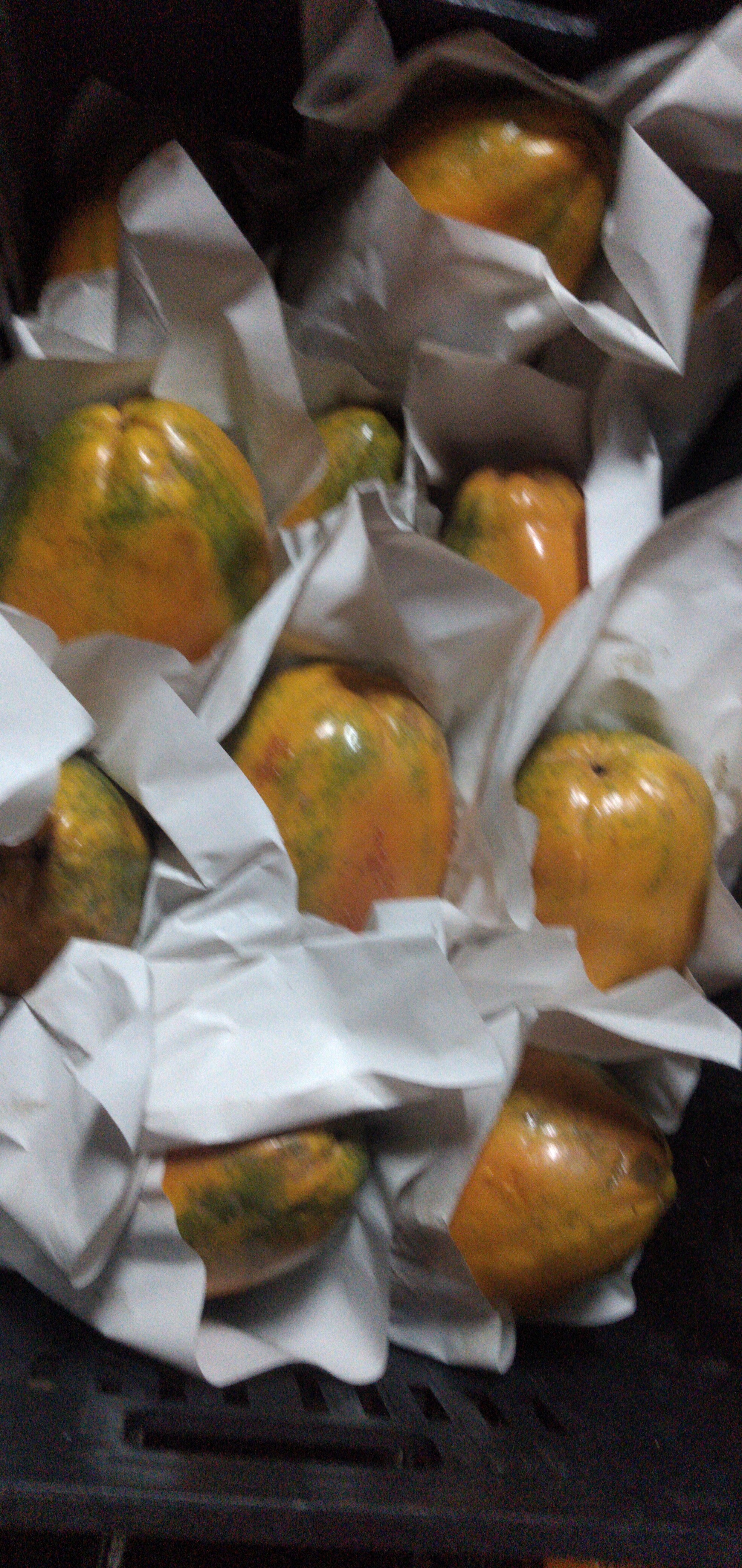 Papaya maradol