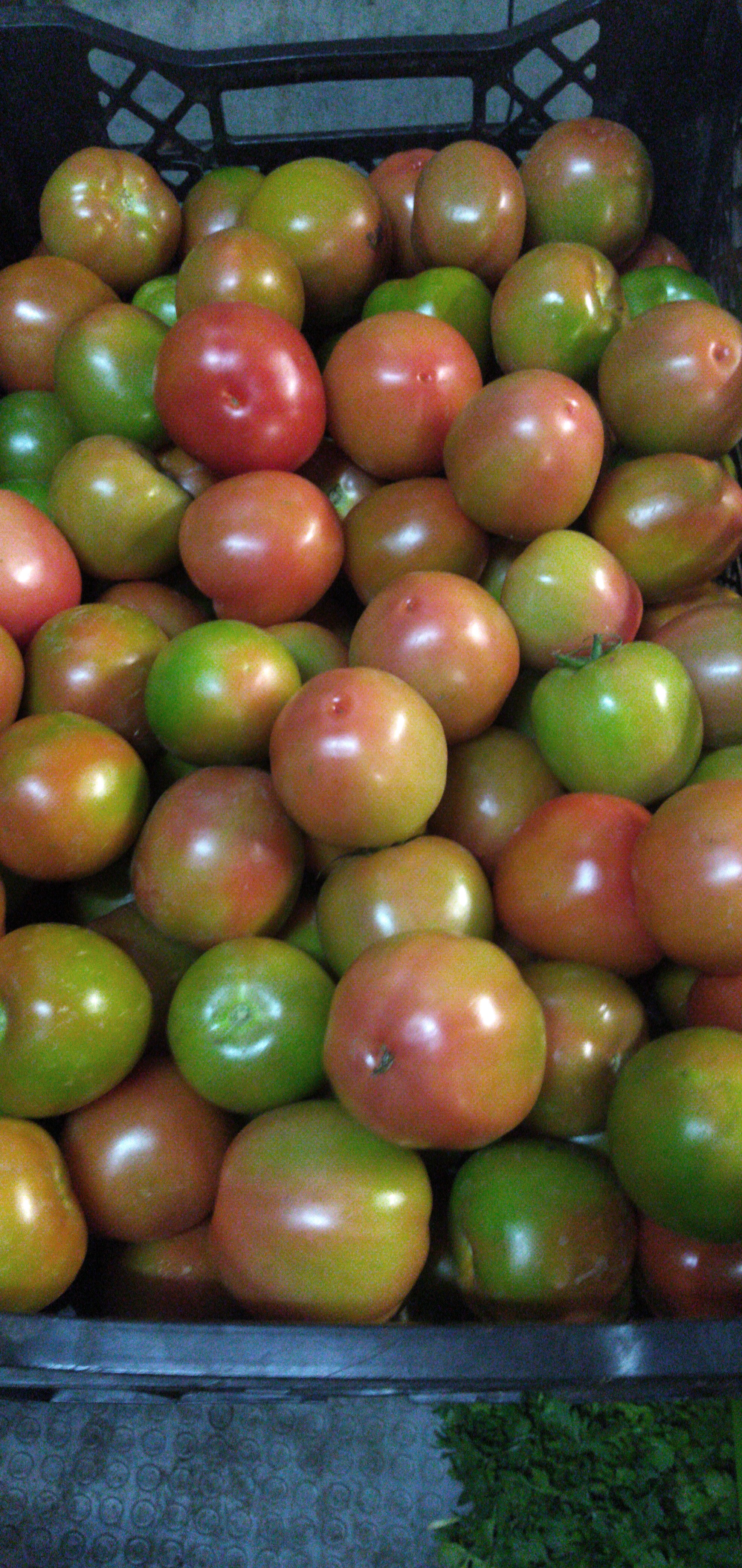 Tomate chonto