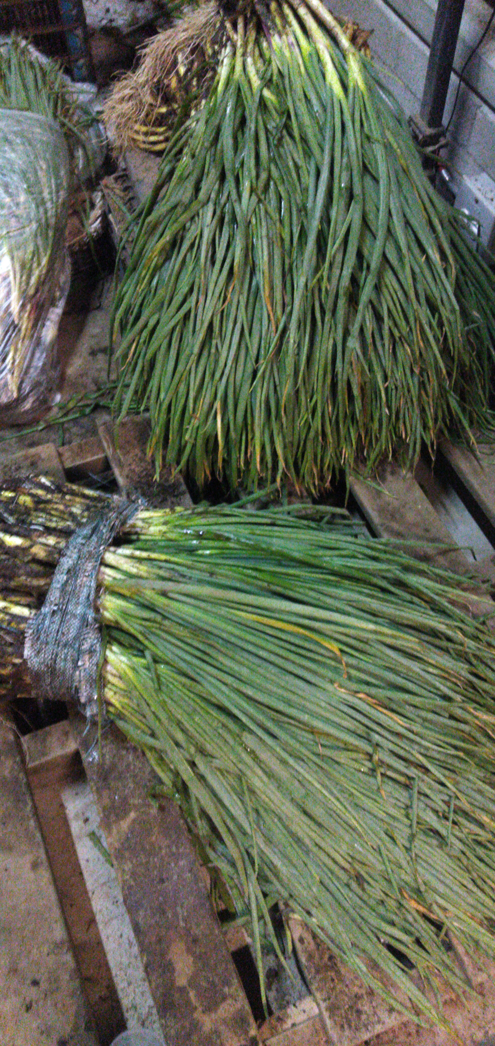 Cebolla de rama
