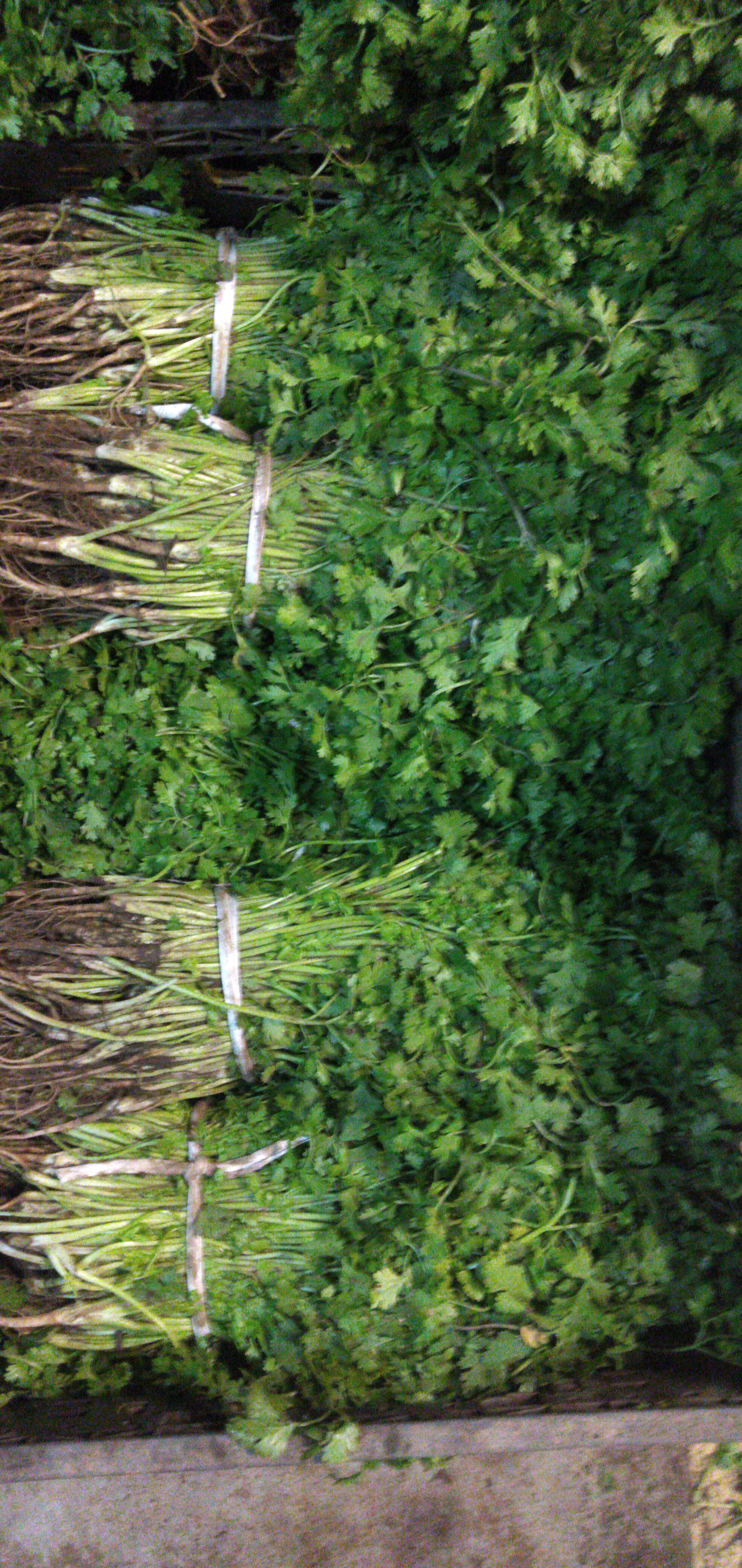 Cilantro