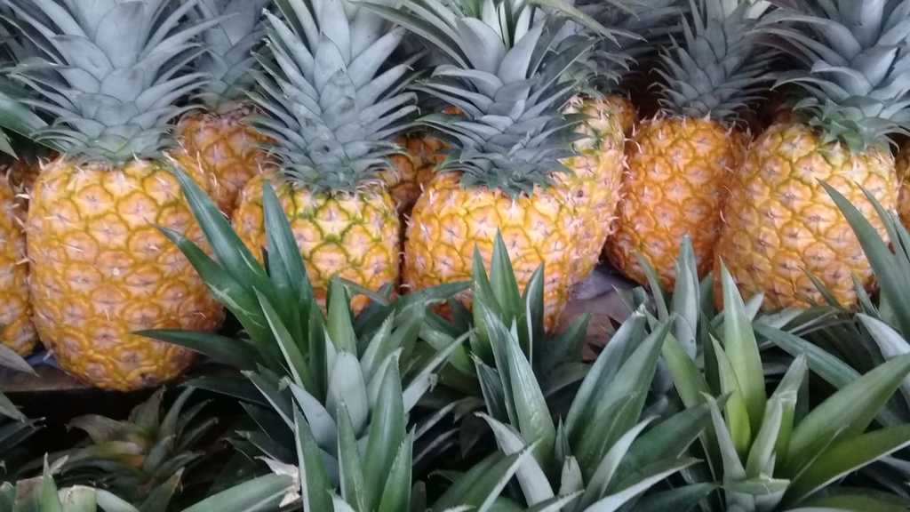 Piña oromiel