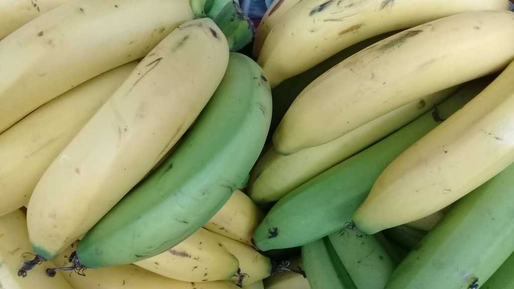 Banano criollo
