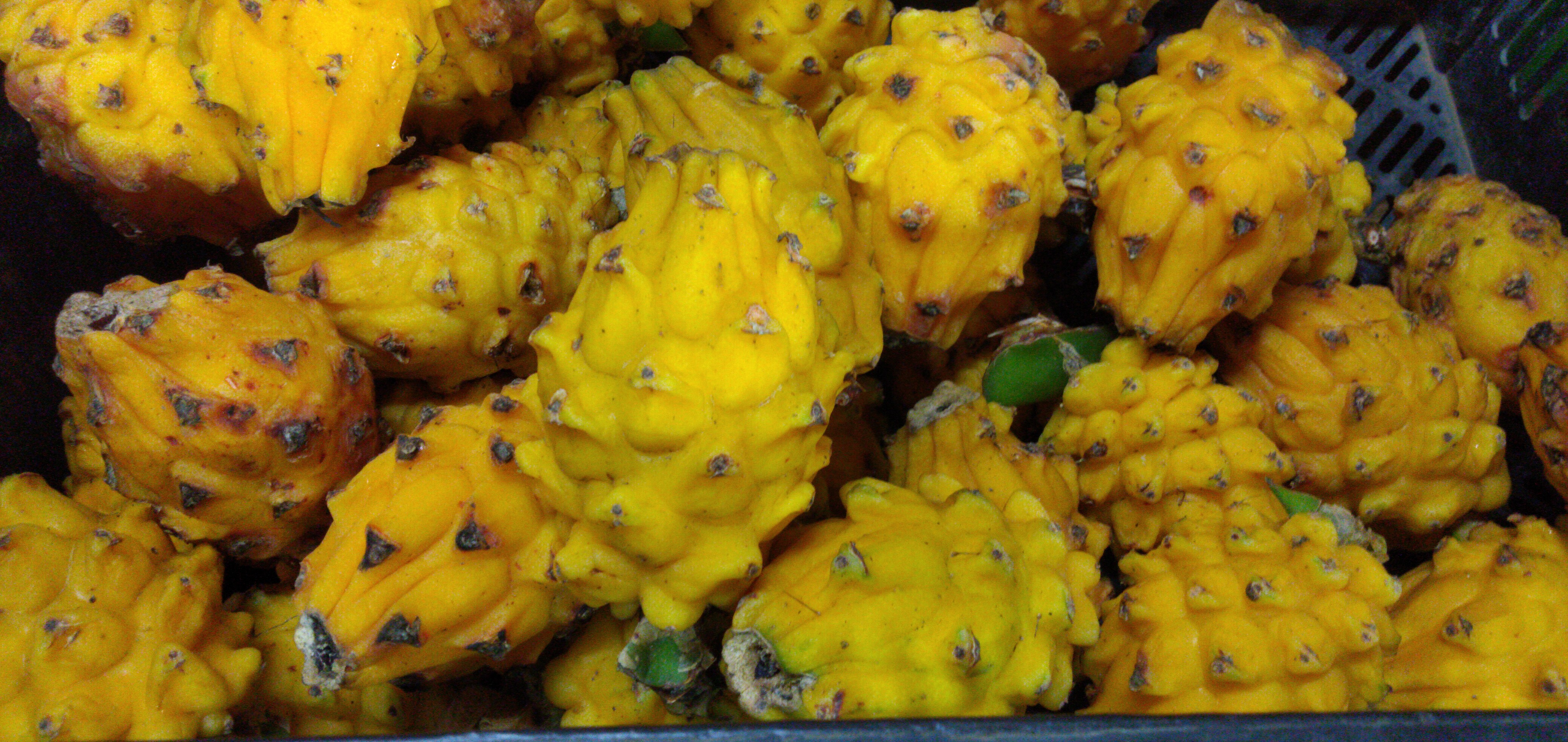 Pitaya