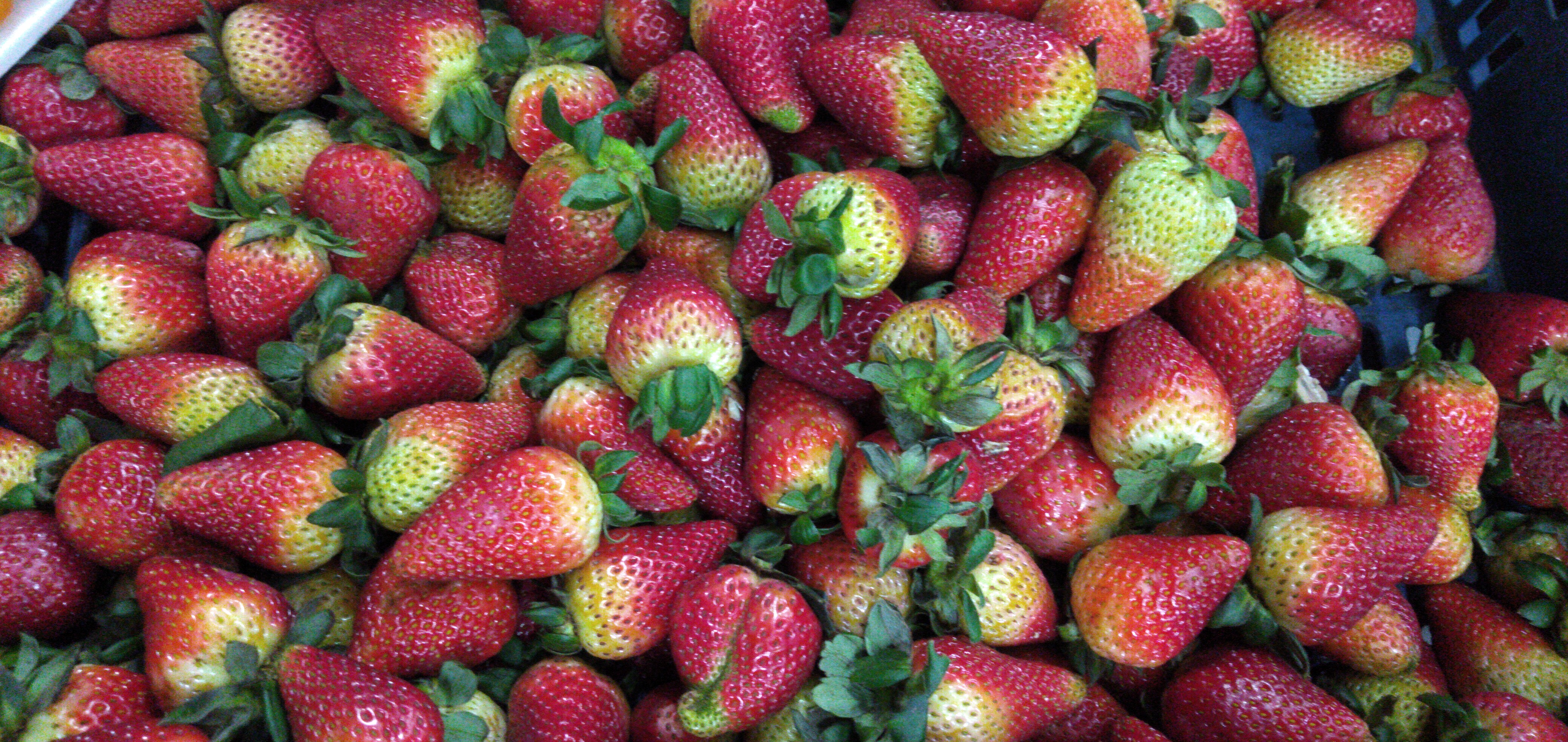Fresa jumbo