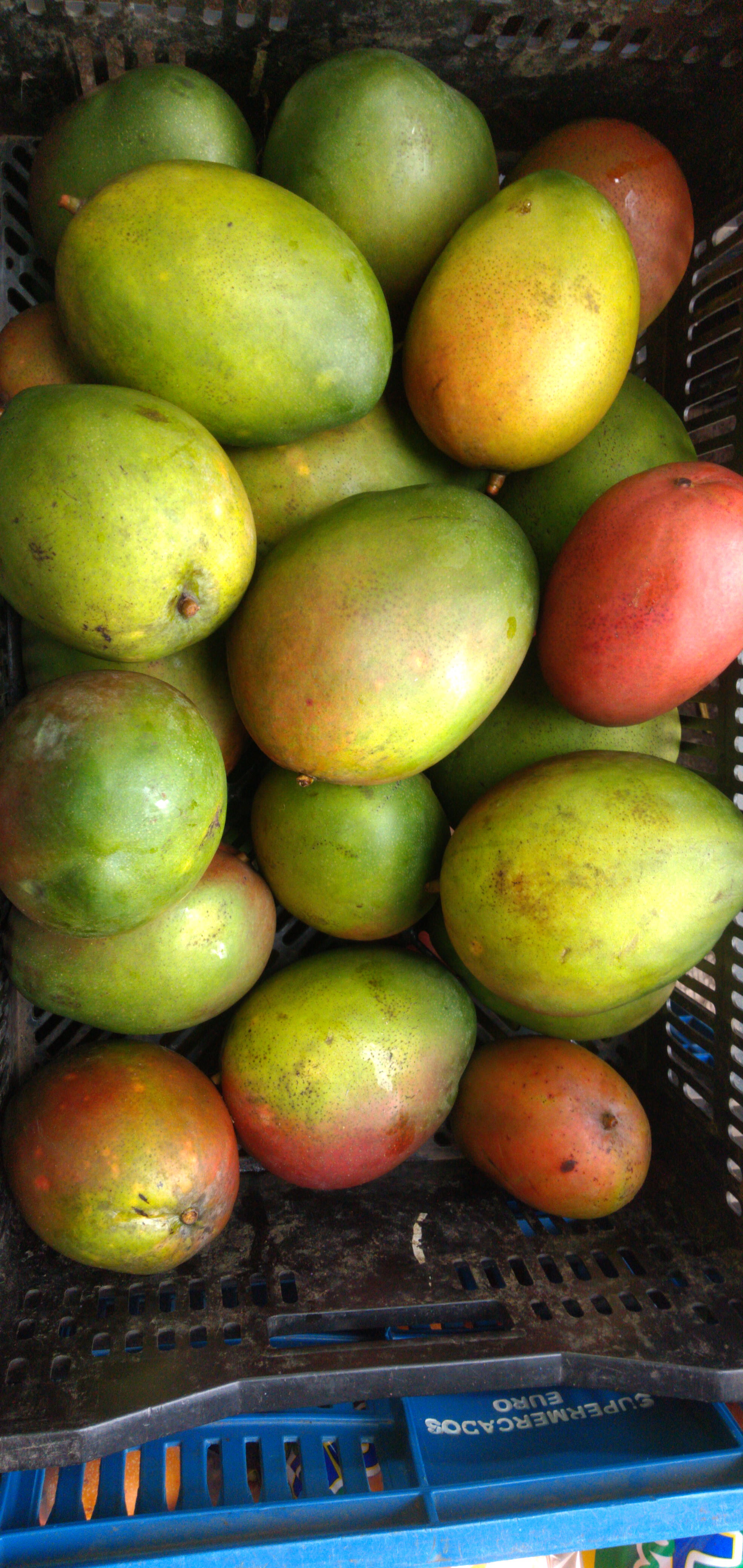 Mango keitt