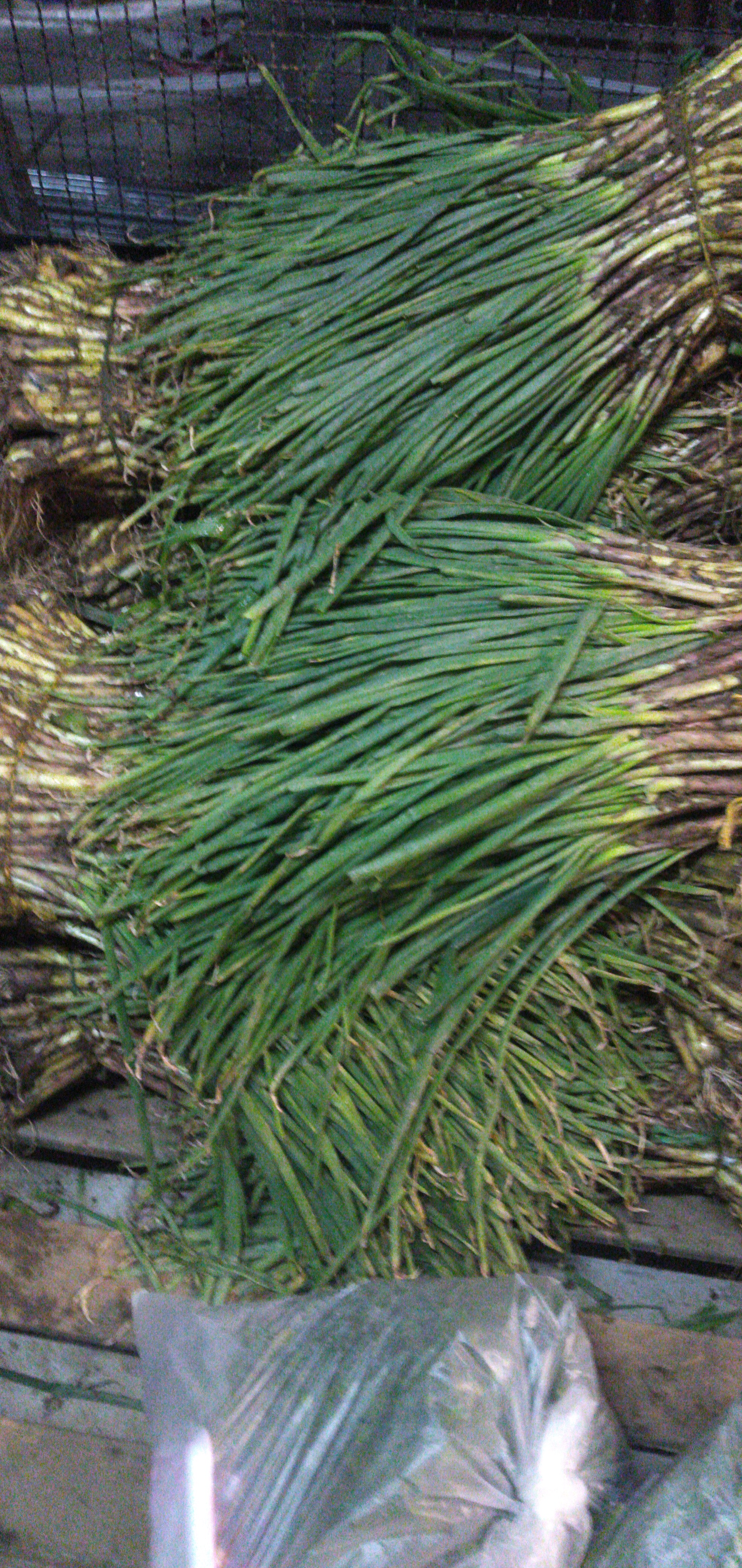Cebolla de rama