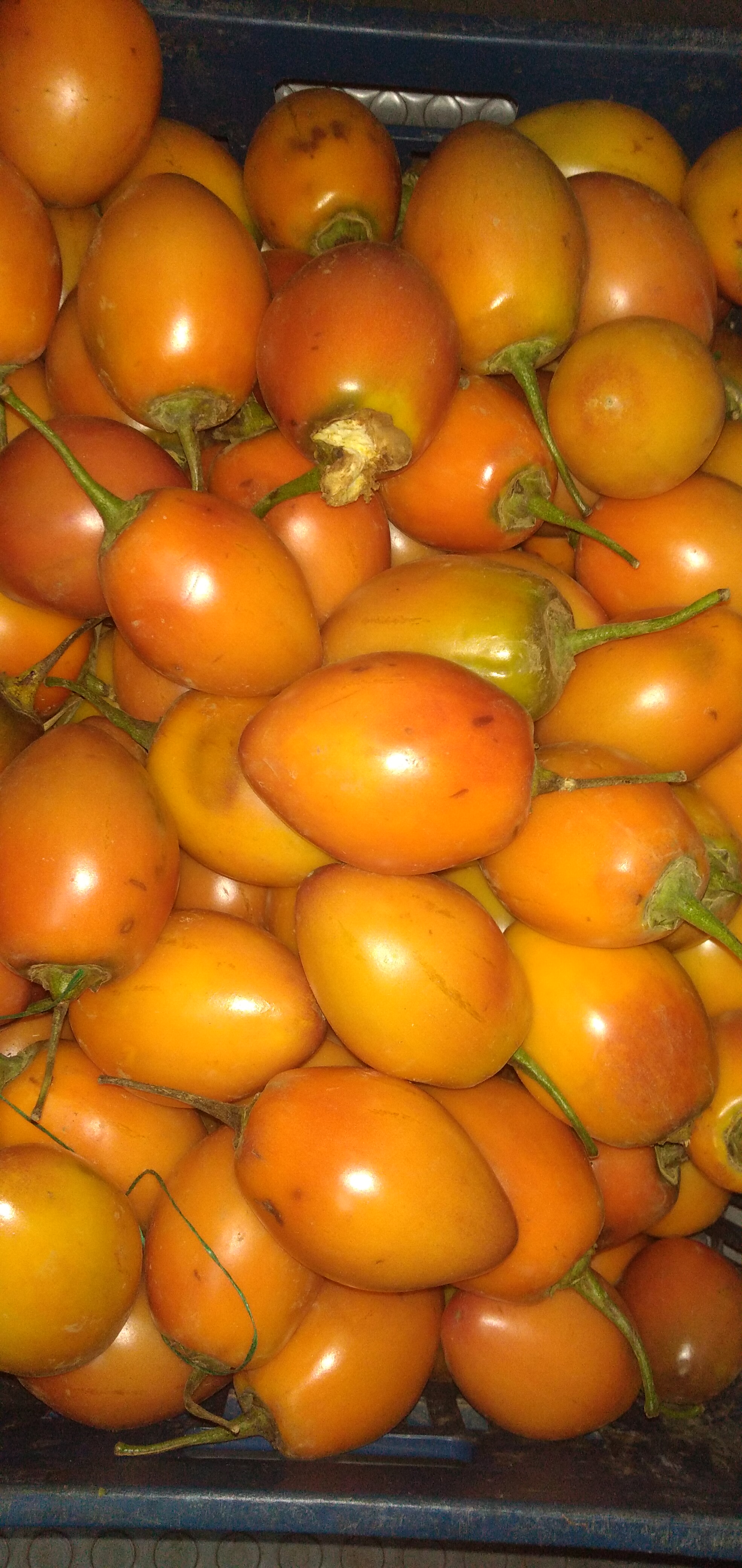 Tomate de árbol
