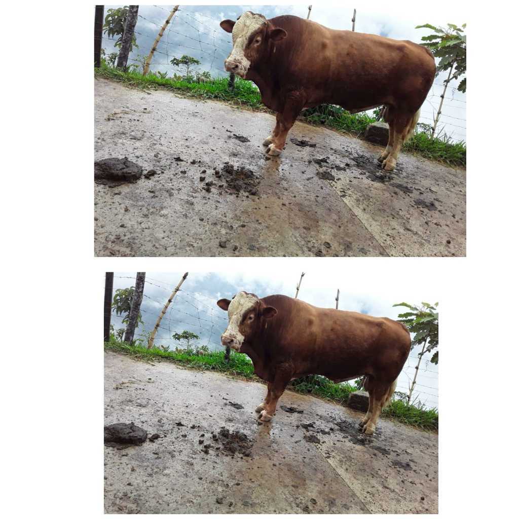 Toro Simmental 4 años  con registro Asosimmental