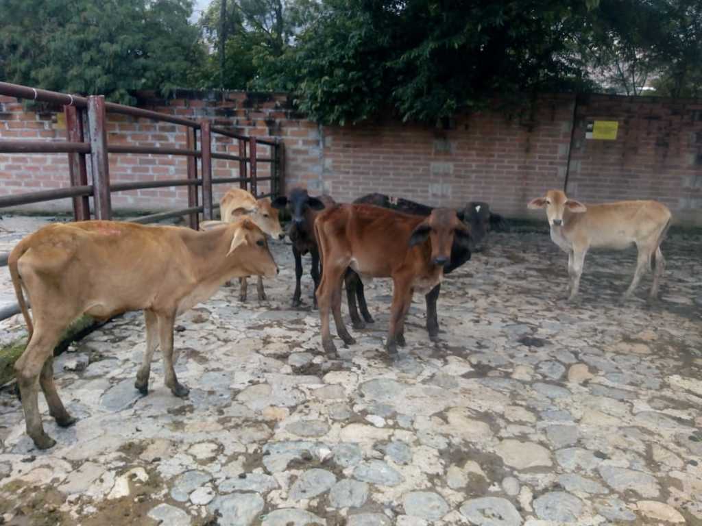 Lote de Terneras De destete
