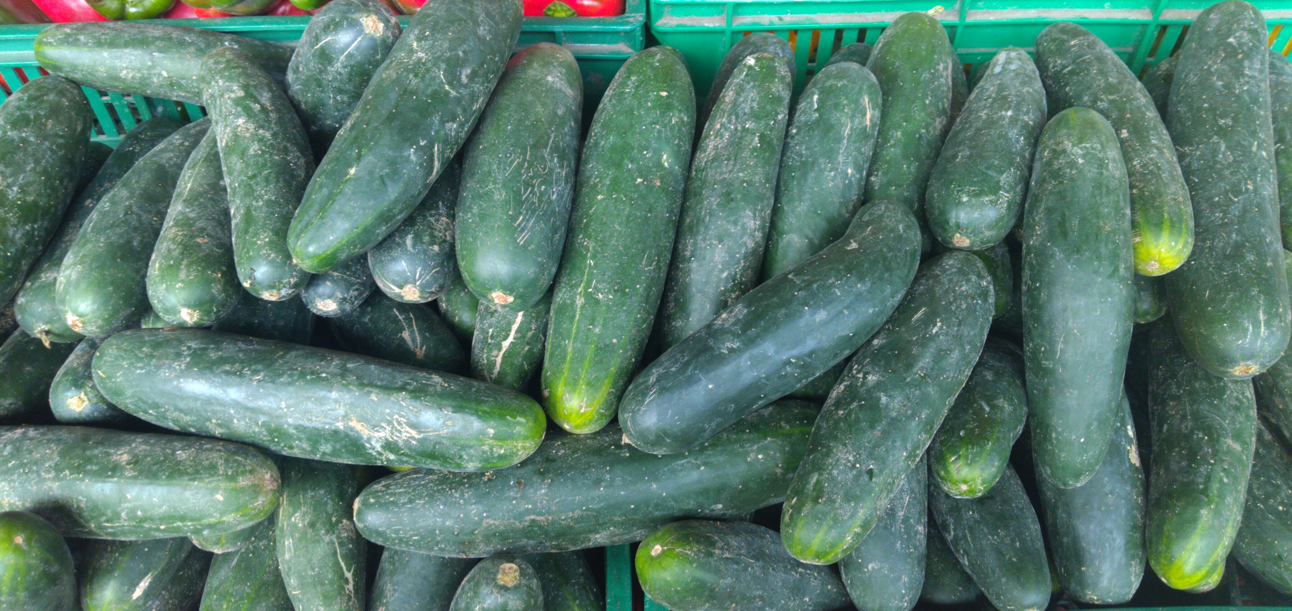 Pepino