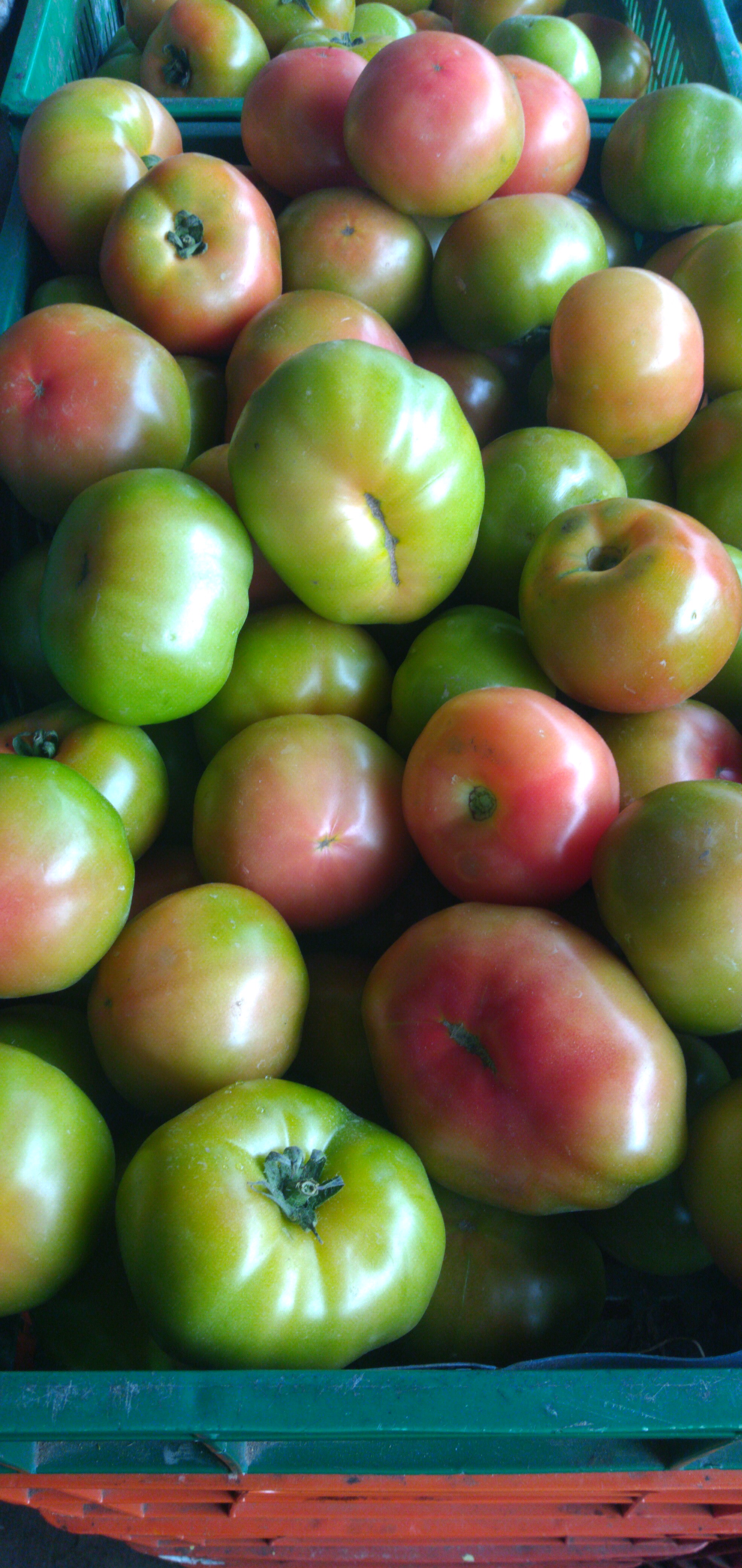 Tomate para ensaladas