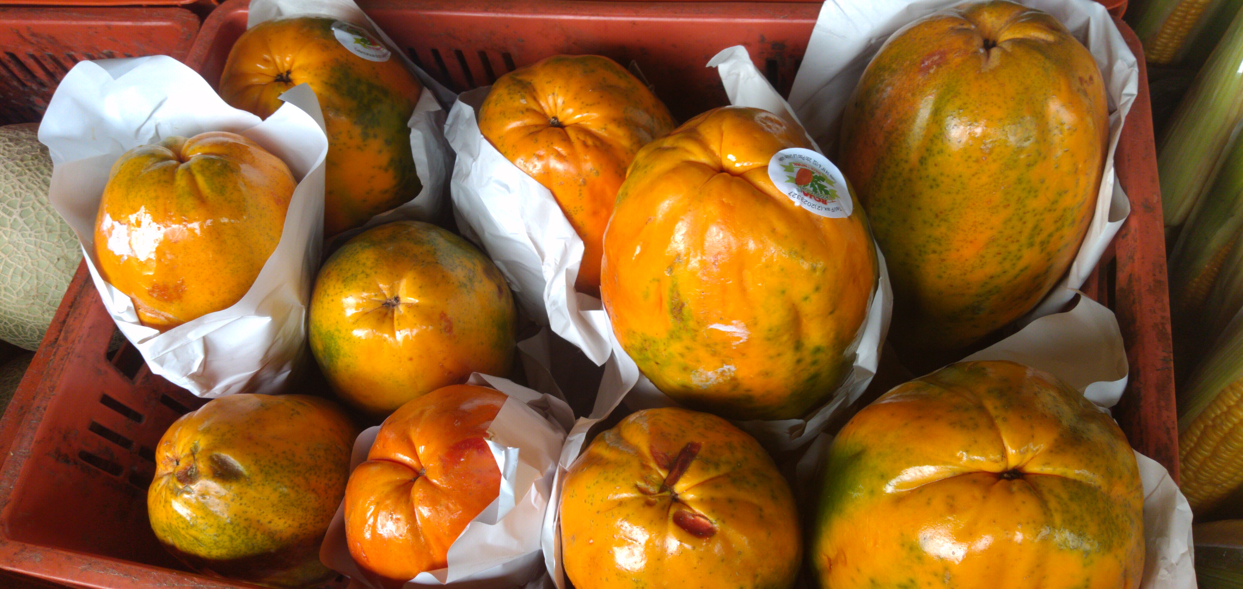 Papaya maradol