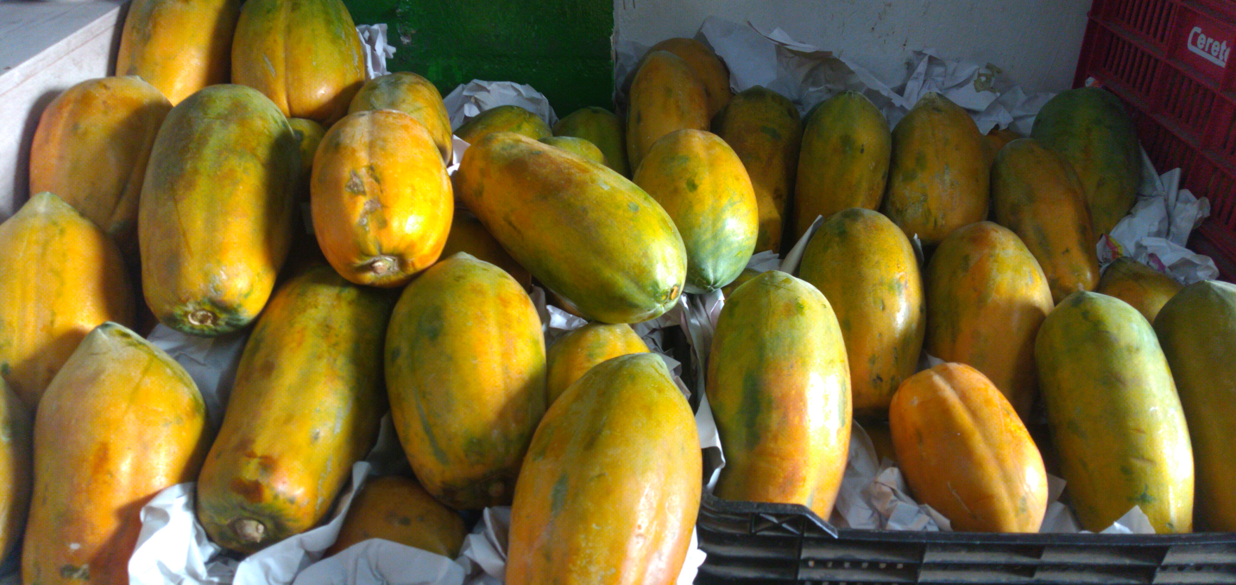 Papaya maradol