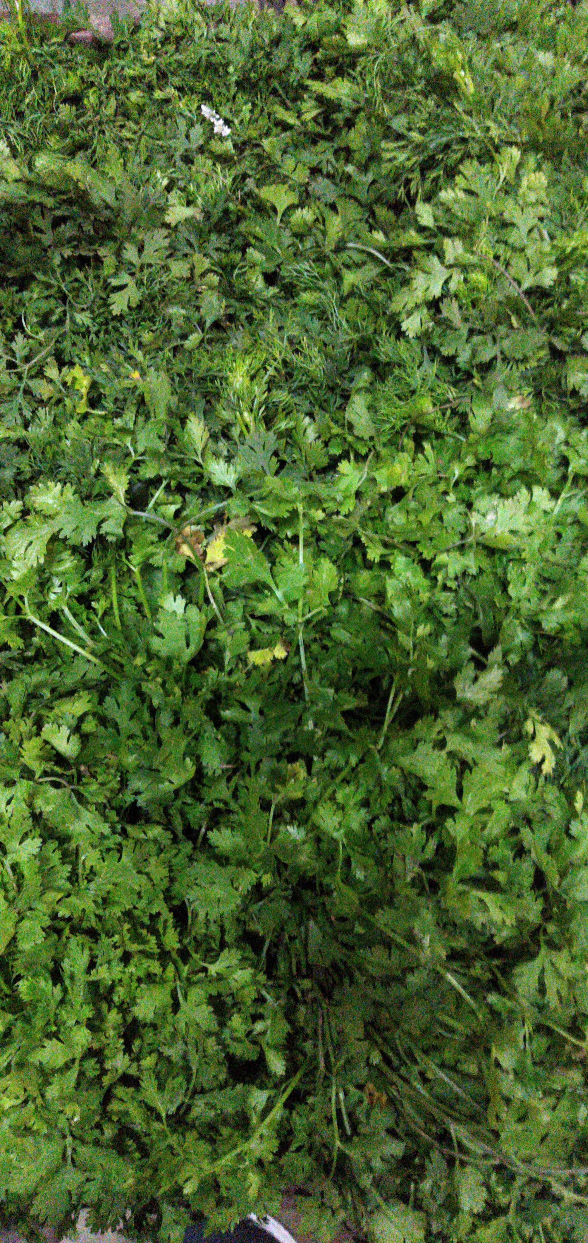 Cilantro