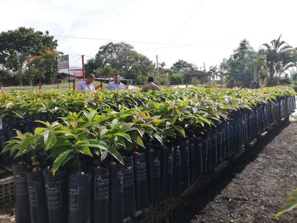 Plantulas de.aguacate variedad LORENA