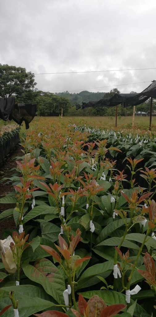 Plantulas de aguacate variedad HASS