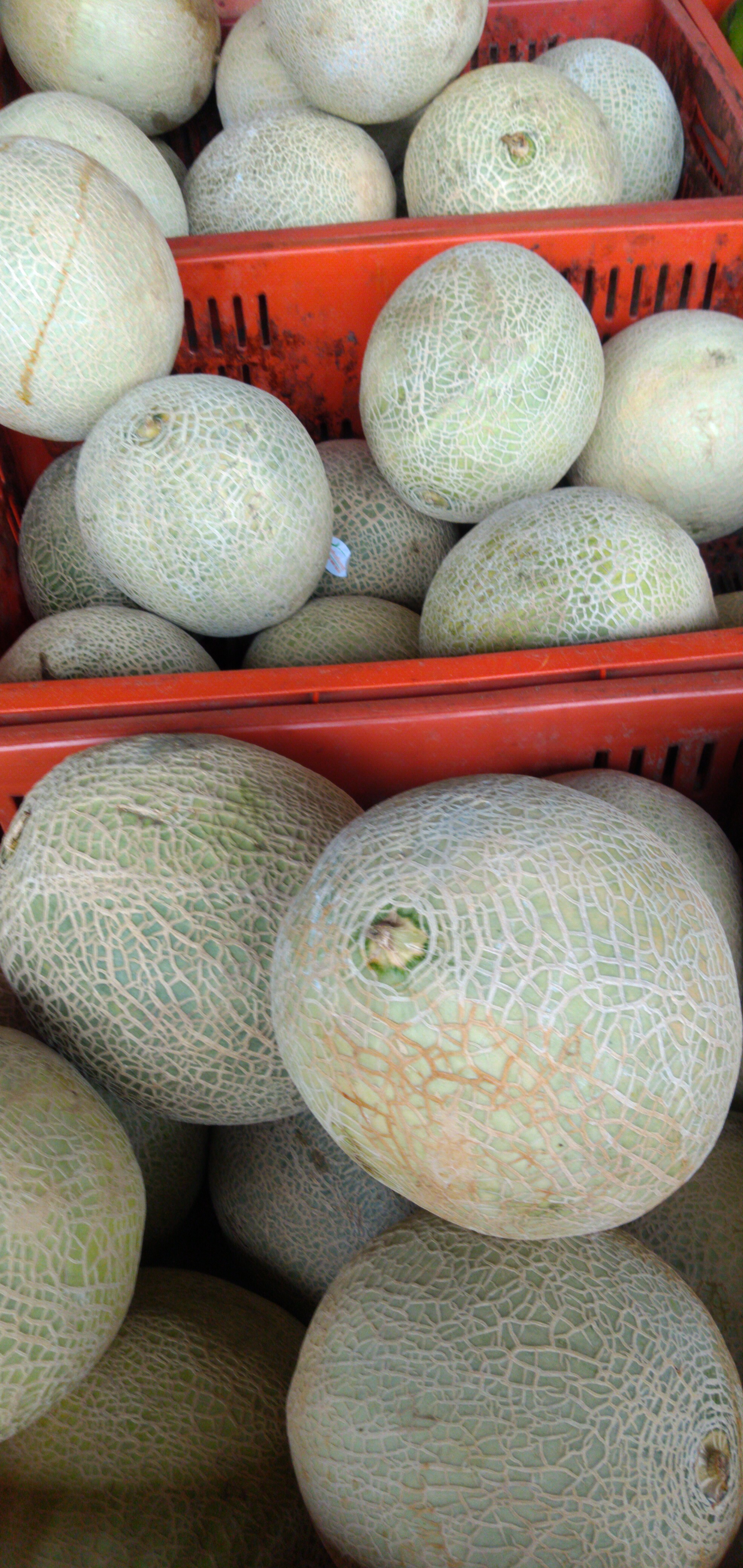 Melón