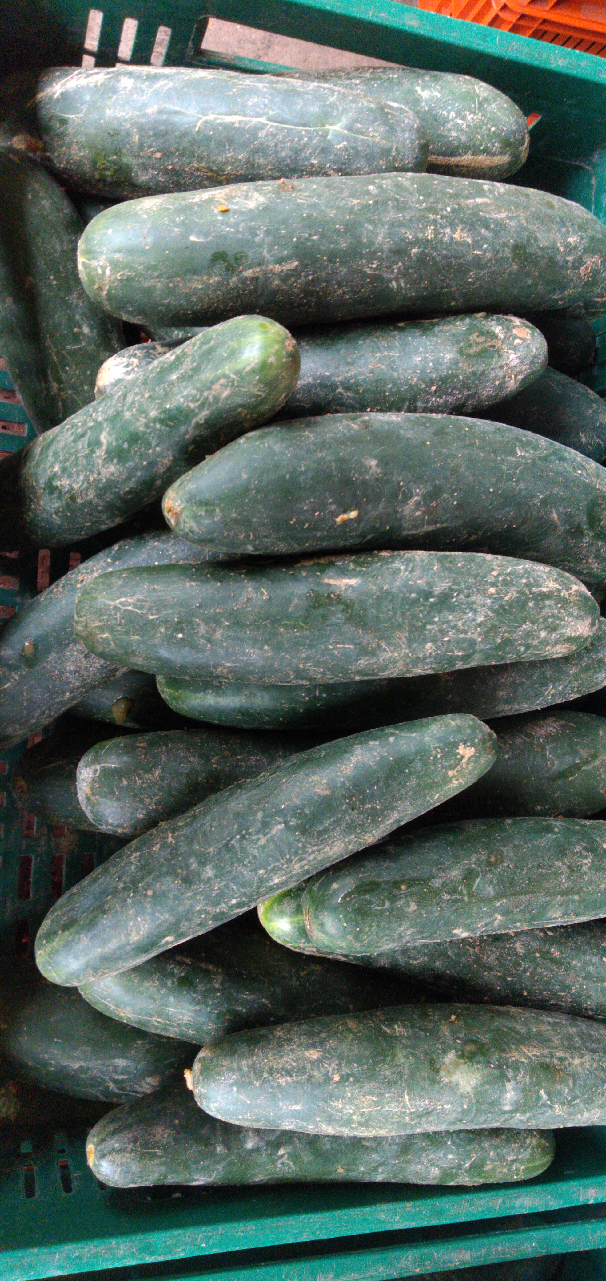 Pepino