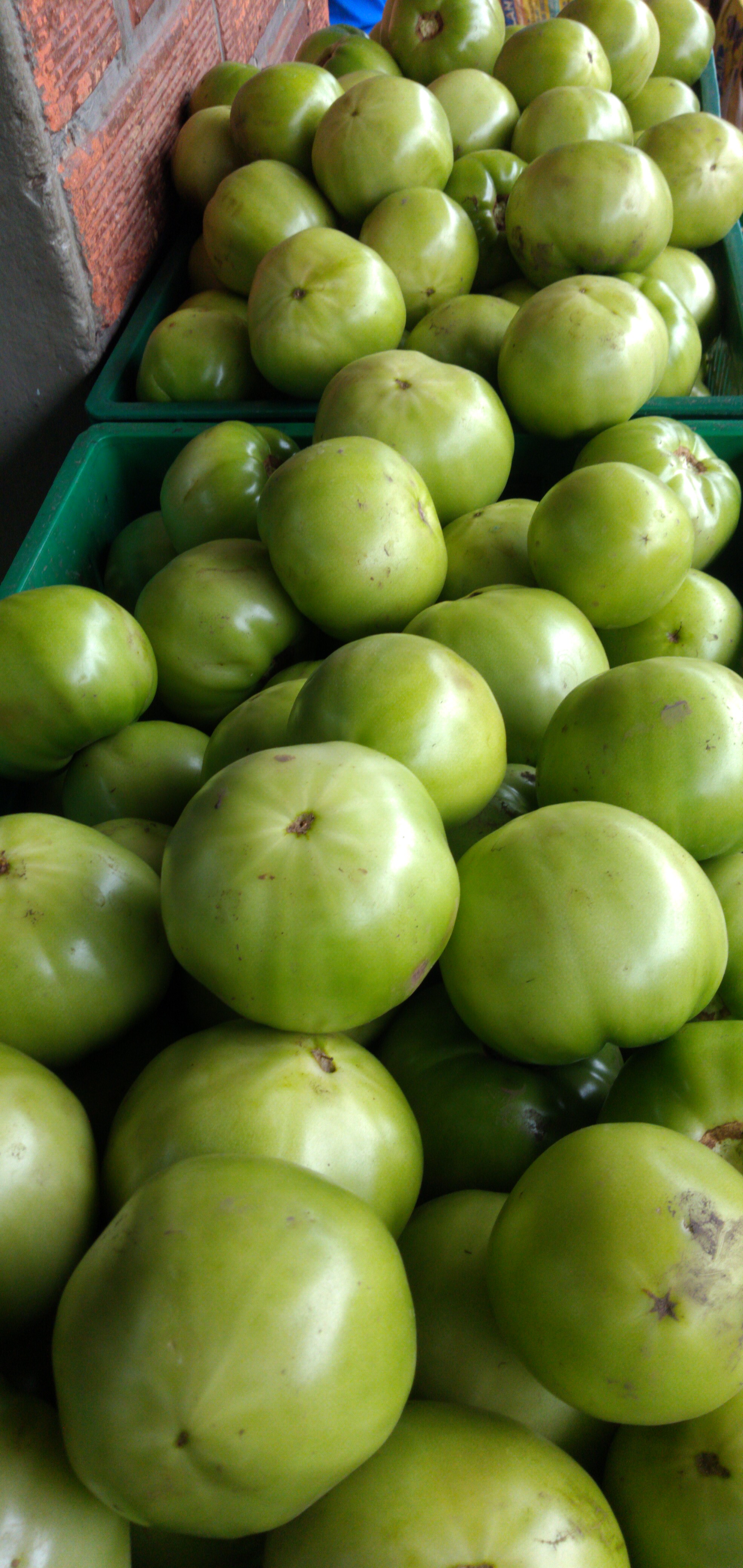 Tomate riñón