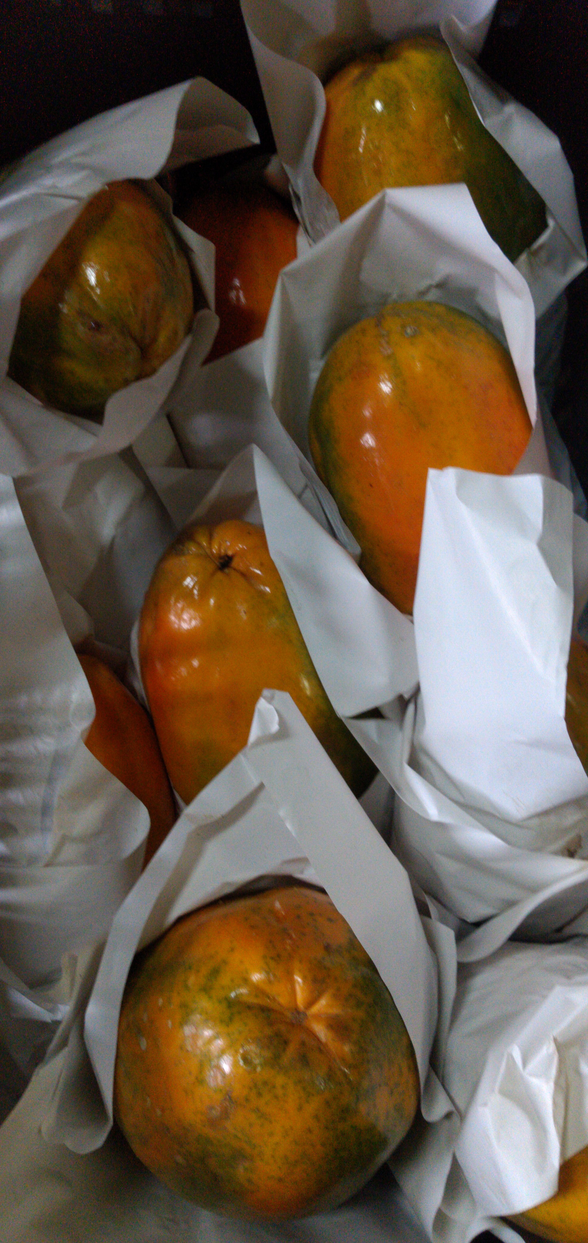 Papaya maradol