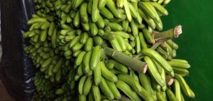 Plátano comino