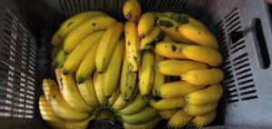 Banano criollo