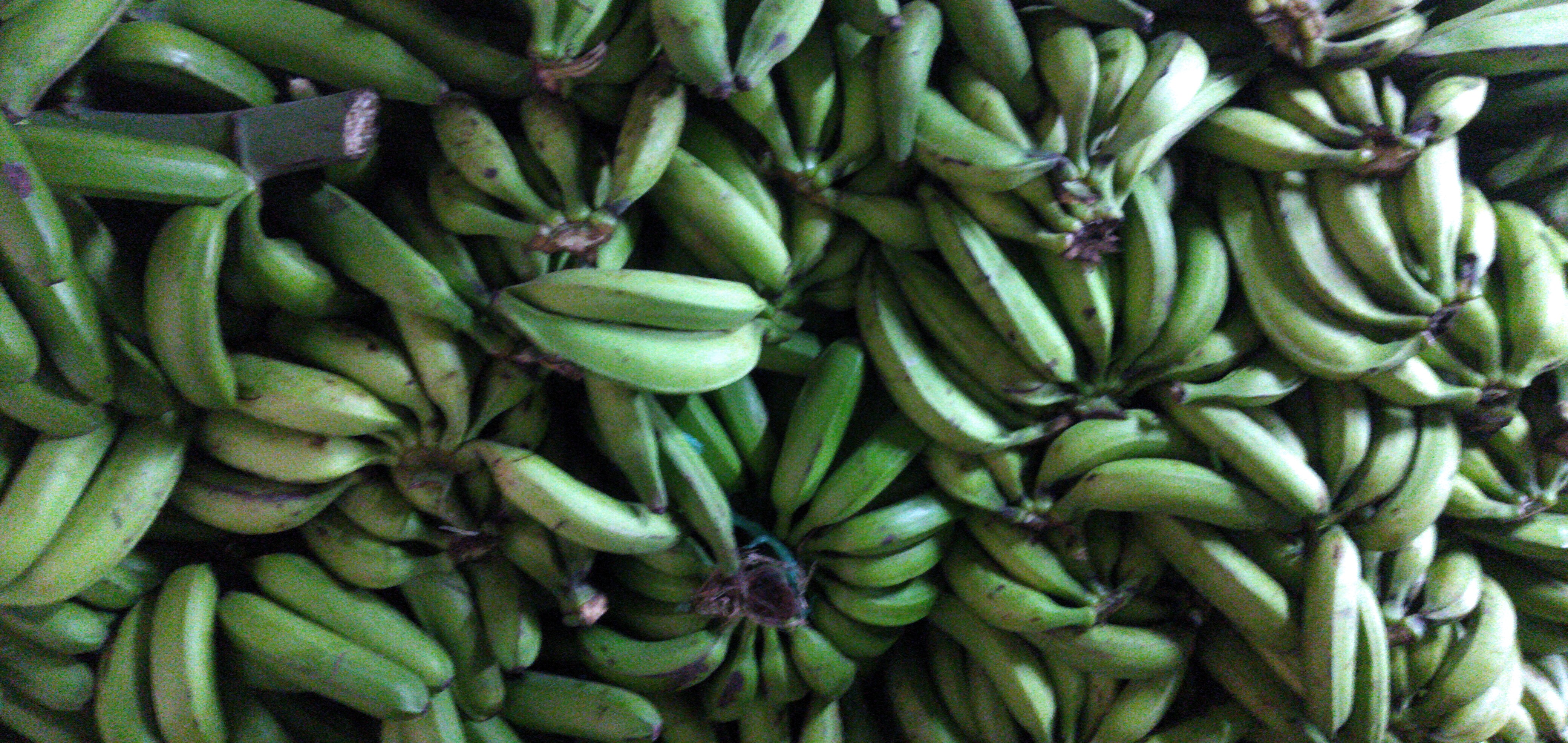 Plátano verde segunda