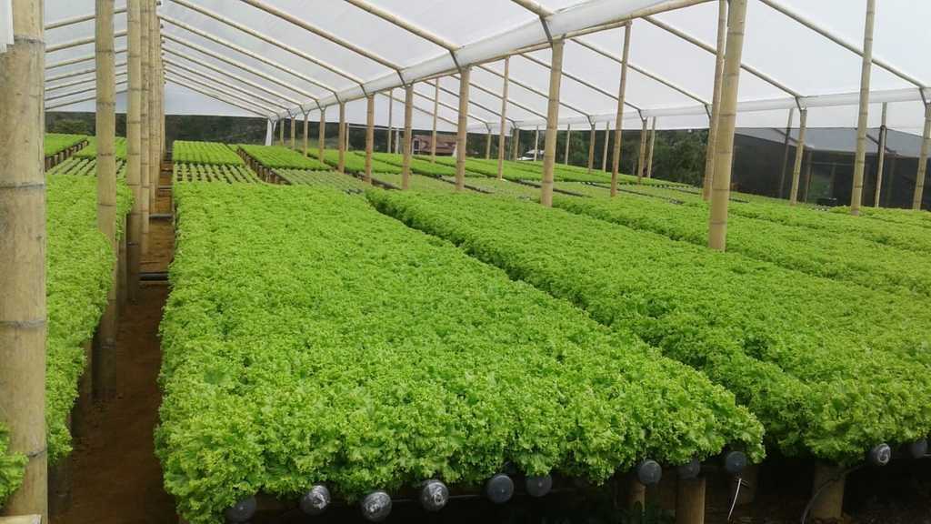 Lechuga crespa