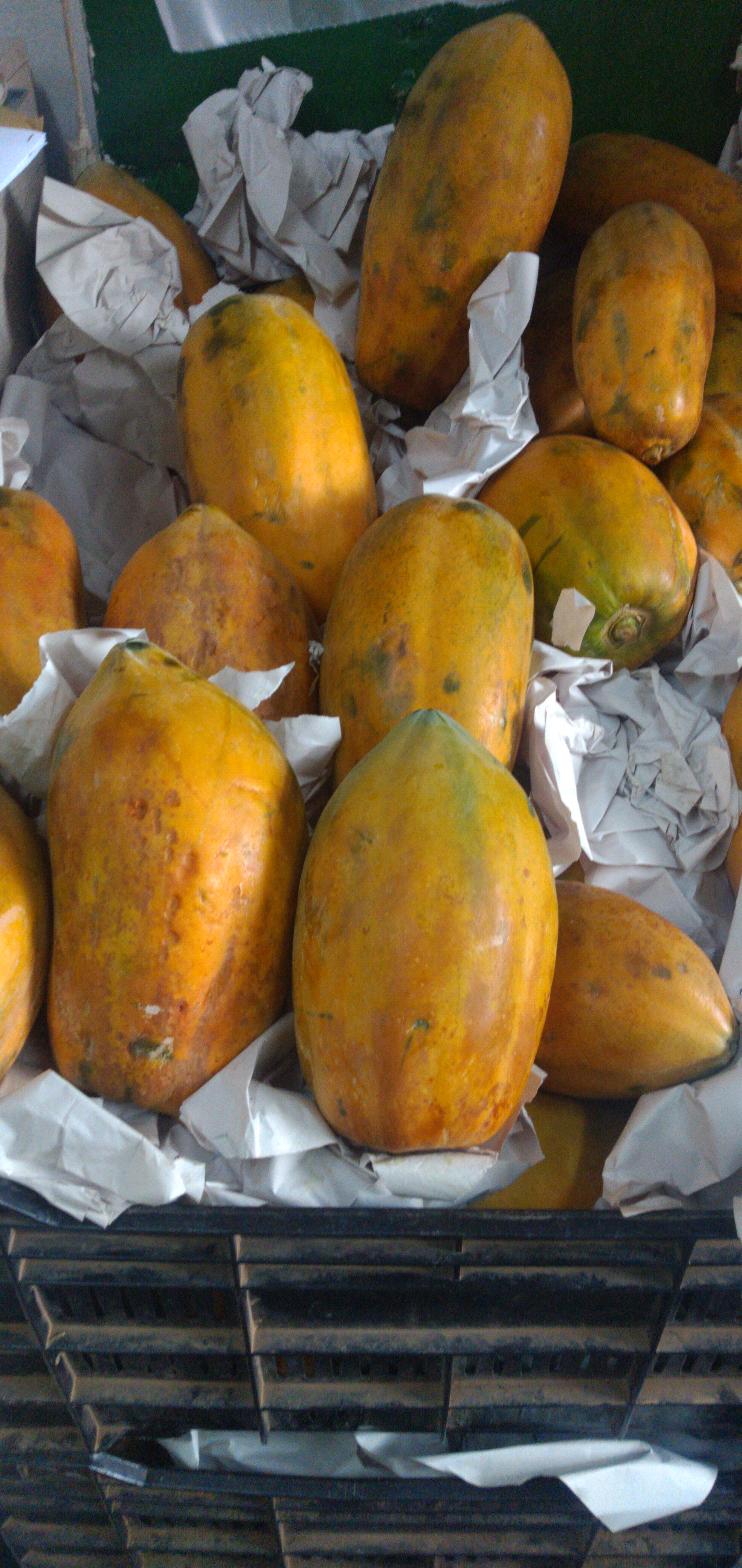 Papaya maradol