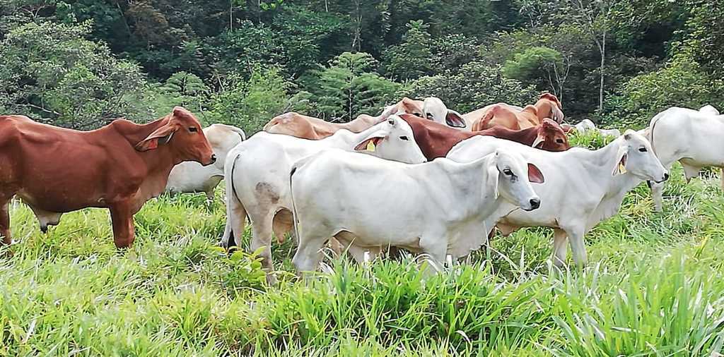 Ganado CEBÚ BRAHMAN Macho