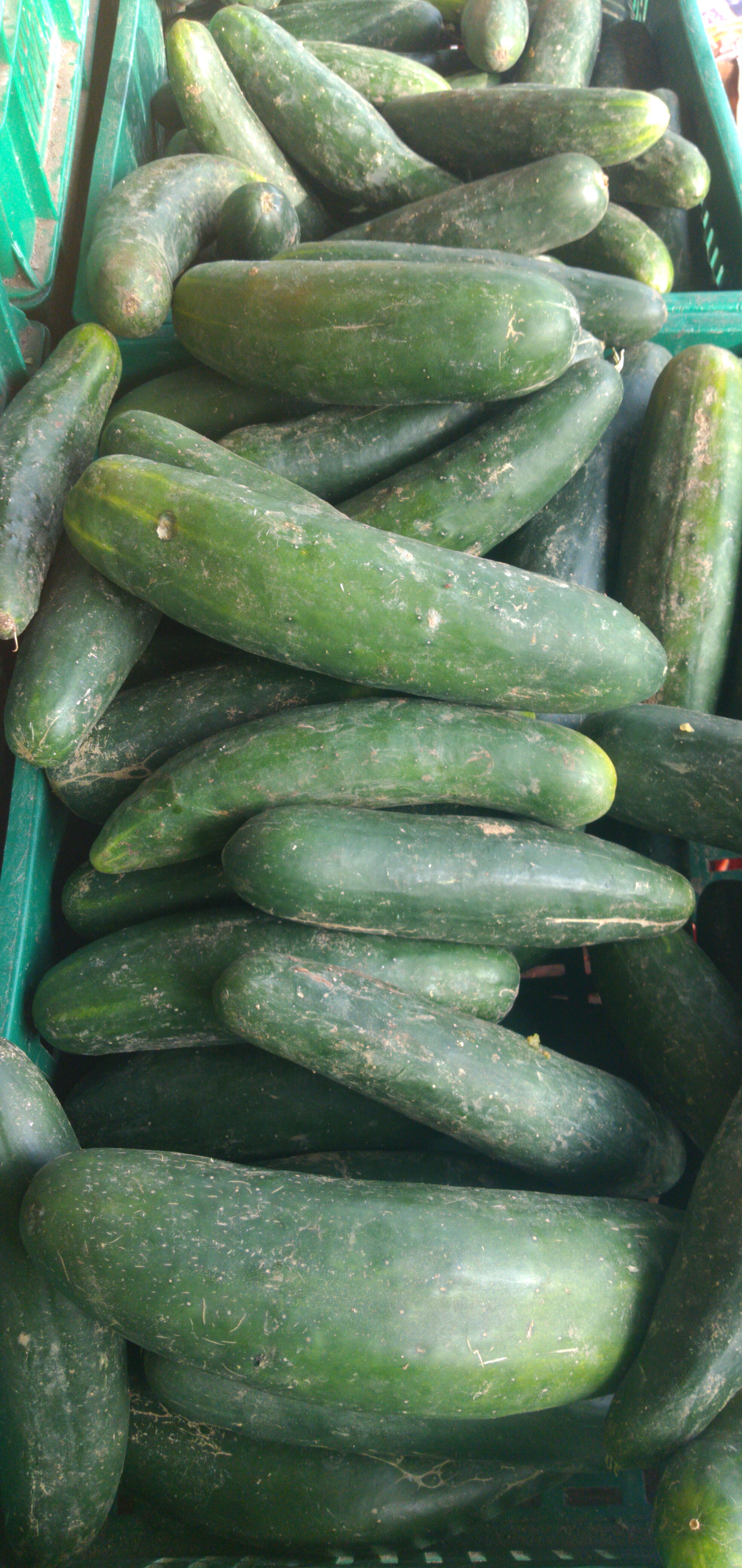 Pepino