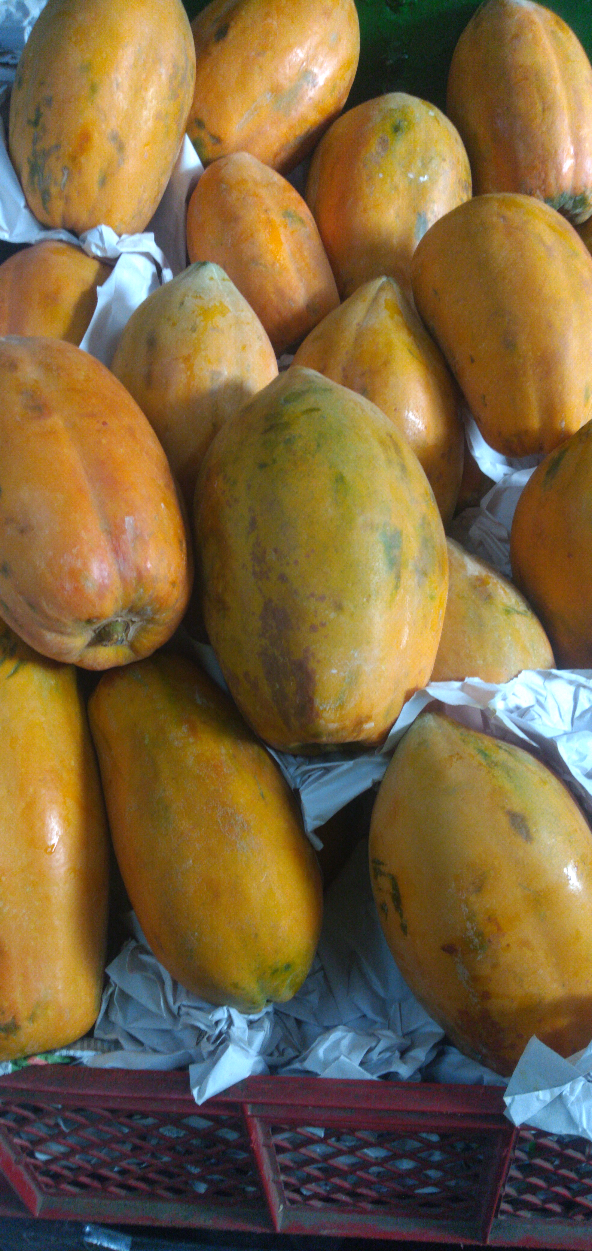 Papaya maradol