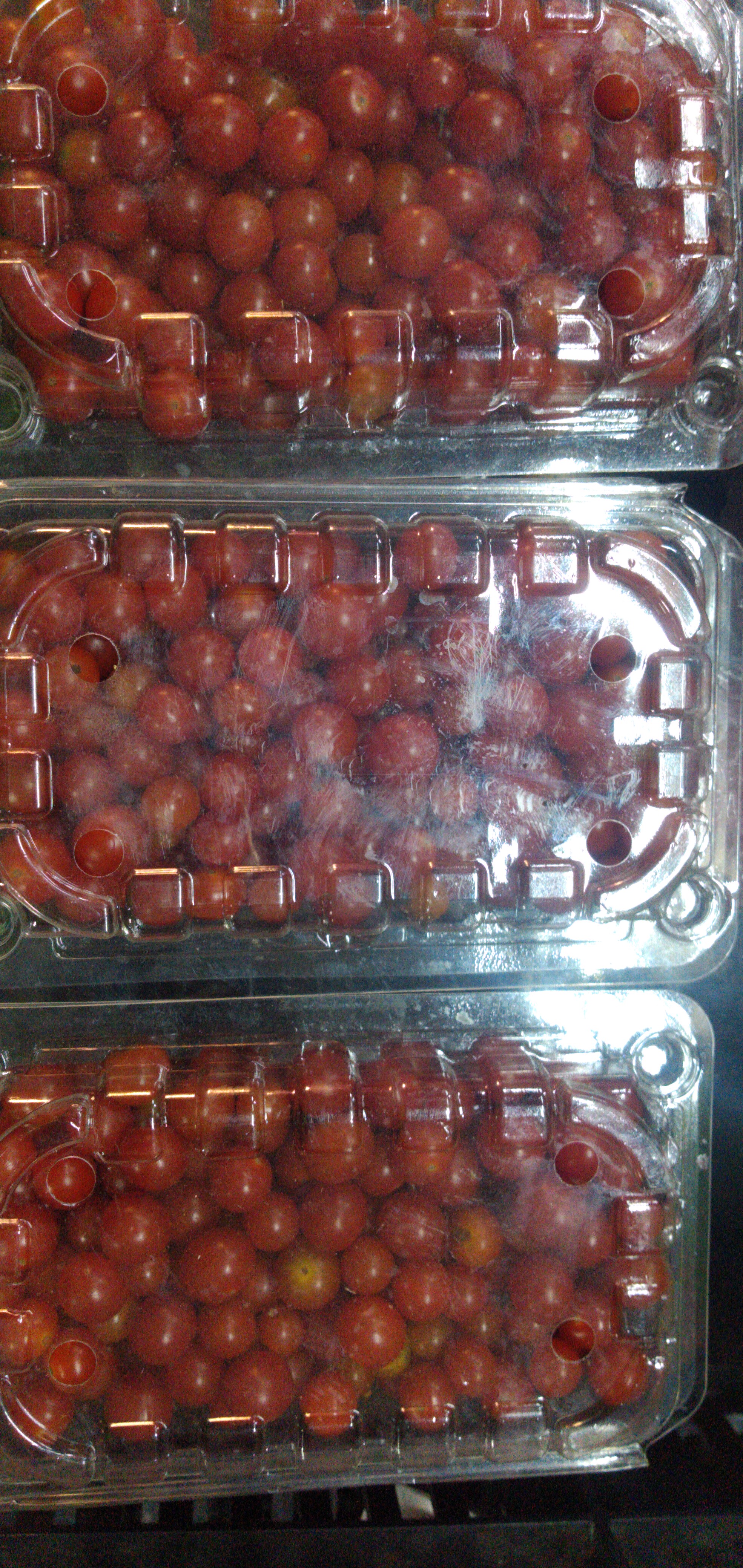 Tomate perla