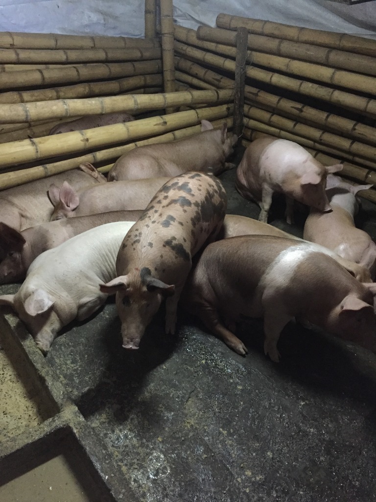 Cerdos para sacrificar
