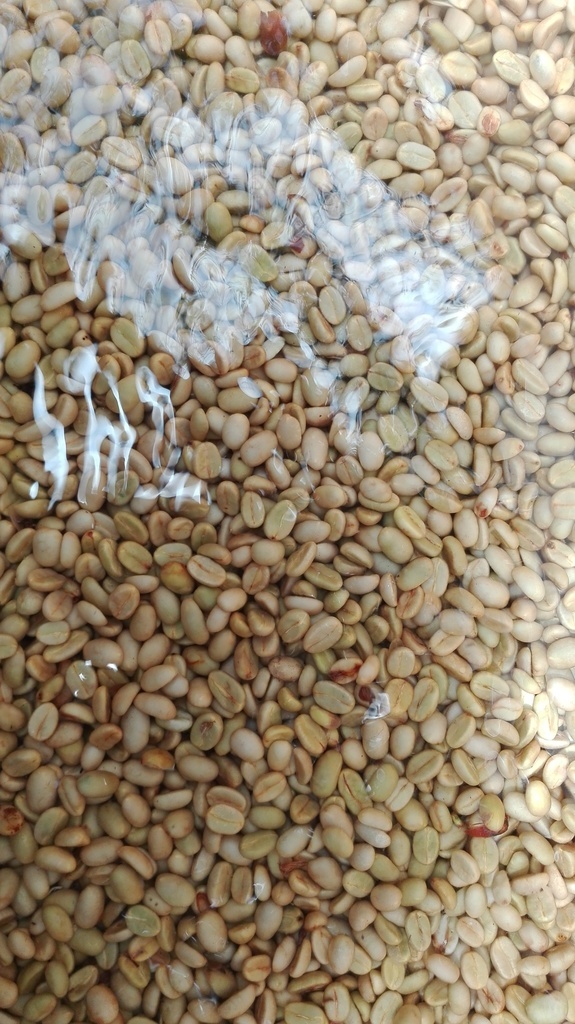 Café excelso seco