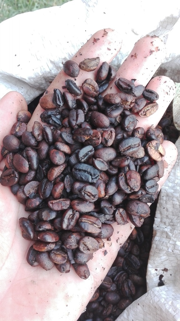 Café tostado en grano