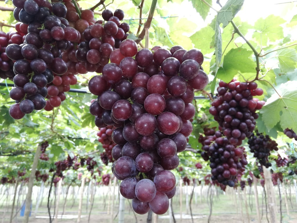 Uva red globe