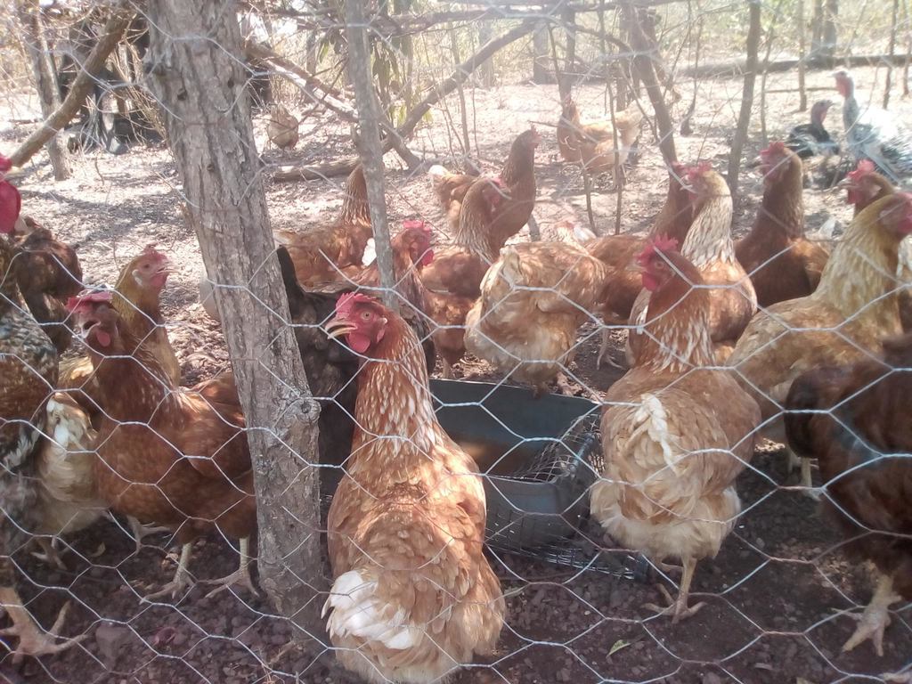 Gallina ponedora Star red