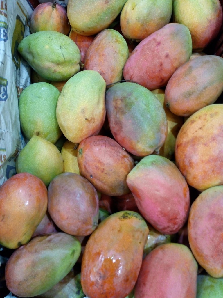 Mango Tomy