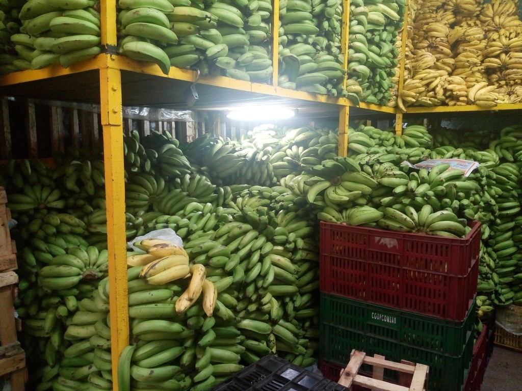 Banano criollo