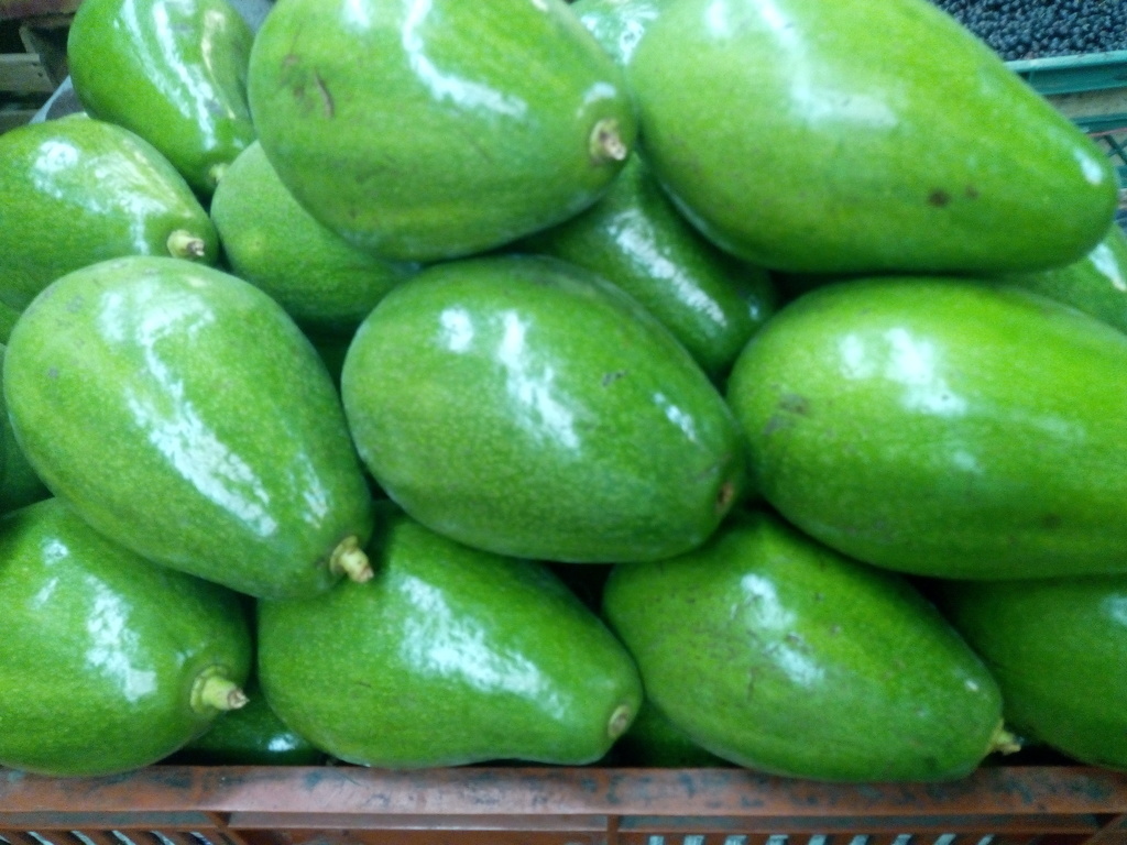 Aguacate papelillo