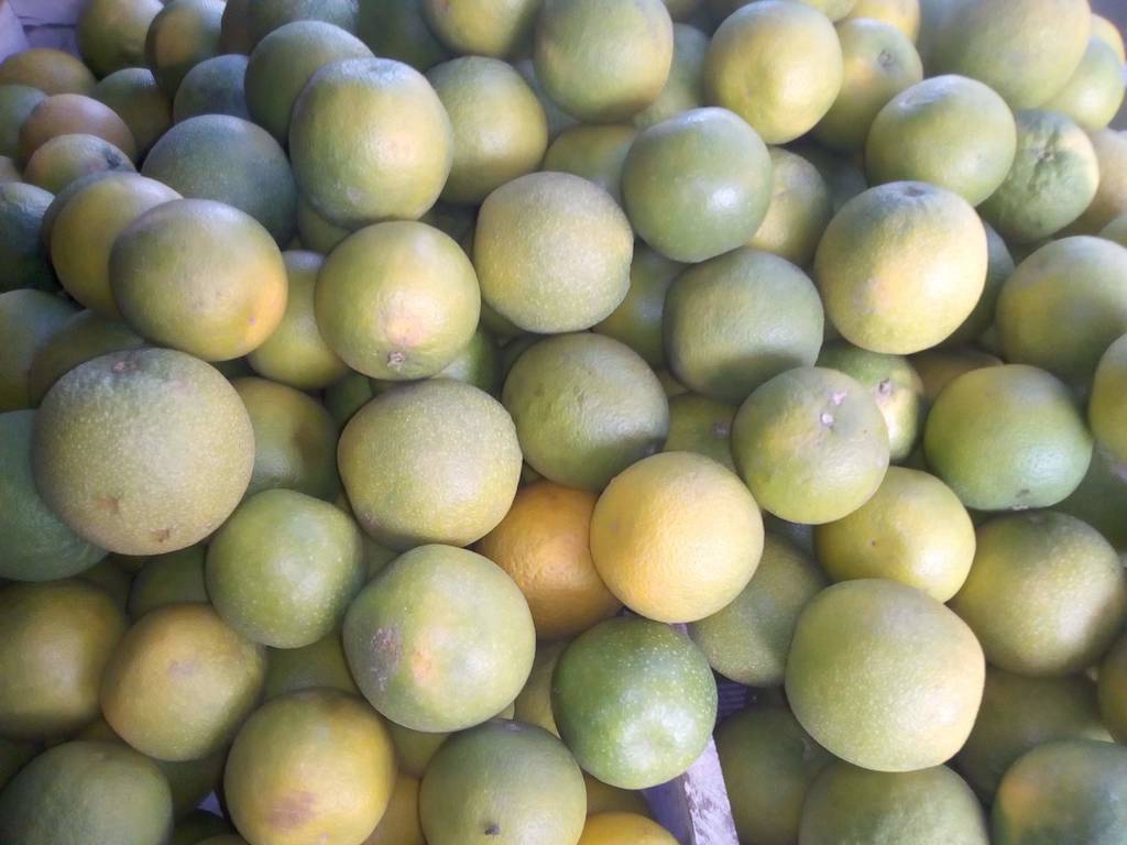 Naranja dulce pareja