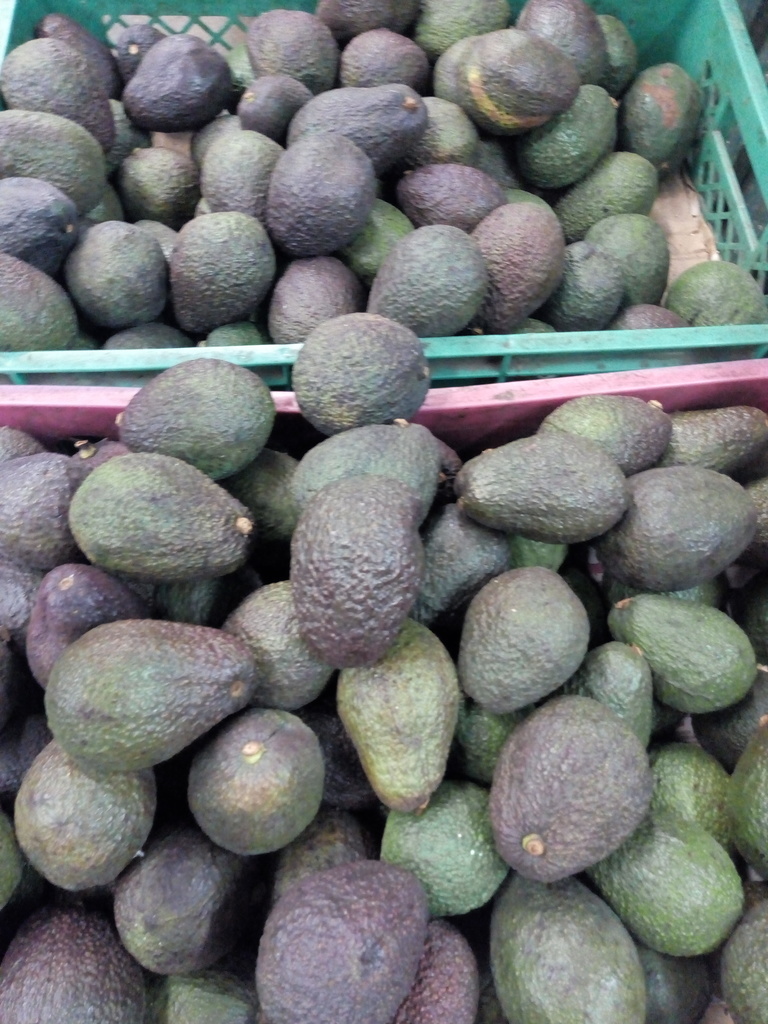 Aguacate Hass