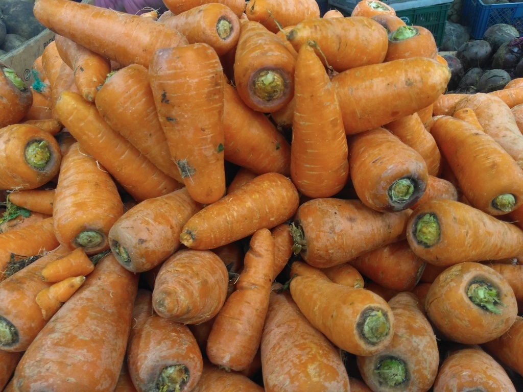 Zanahoria