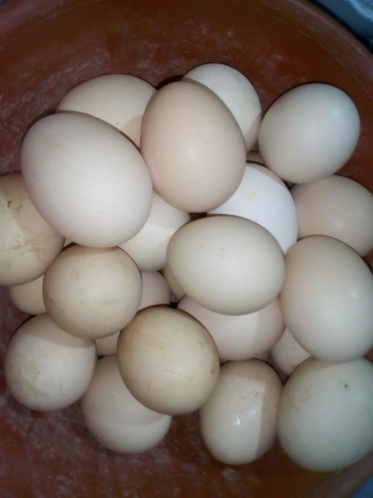 Huevo criollo