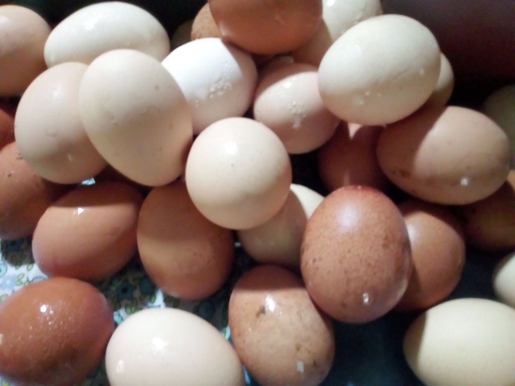 Huevo criollo