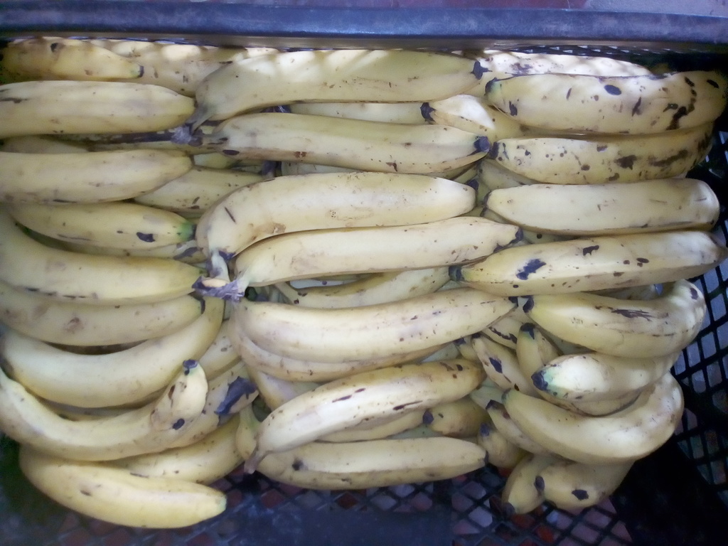 Banano Maduro
