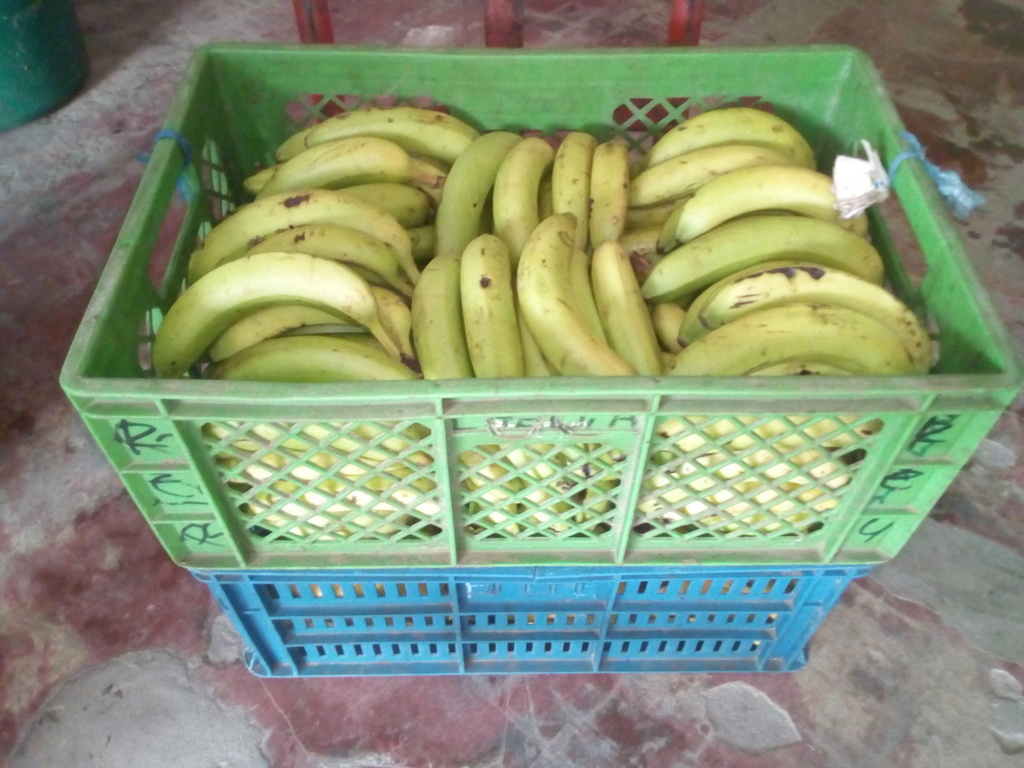 Banano verde x canasta